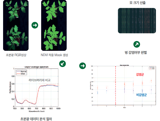 모종 내적 소질 측정 - 초분광 RGB영상 → NDVI 적용 Mask 생성 → 초분광 데이터 분석 절차(라이브러리와 비교) → 병 감염여부 판별(감염군/비감염군) → 묘 크기 산출